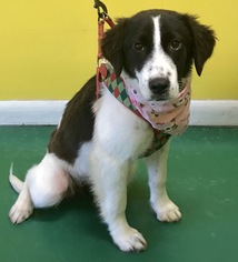 Border Collie Dogs for adoption in Fort Pierce, FL, USA