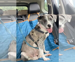 Australian Shepherd-Unknown Mix Dogs for adoption in Dallas, TX, USA