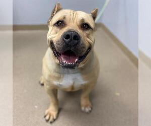 American Bulldog Dogs for adoption in Aurora, CO, USA