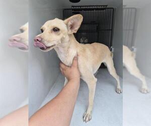 Chihuahua-Unknown Mix Dogs for adoption in Houston, TX, USA