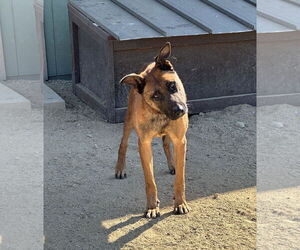 Mutt Dogs for adoption in Incline Village, NV, USA