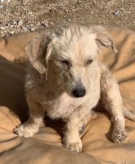 Doodle Dogs for adoption in Hesperia, CA, USA