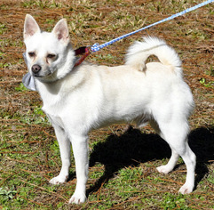 Chiranian Dogs for adoption in Siler City, NC, USA