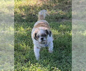 Shih Tzu-Unknown Mix Dogs for adoption in Alexander, AR, USA