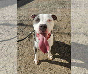 American Pit Bull Terrier-Unknown Mix Dogs for adoption in El Centro, CA, USA