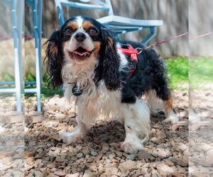 Cavalier King Charles Spaniel Dogs for adoption in St. Louis Park, MN, USA