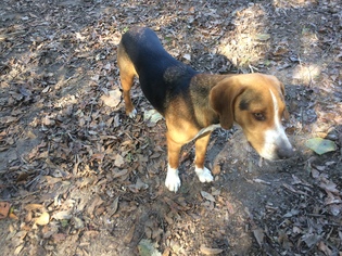 English Foxhound Dogs for adoption in North Creek, NY, USA