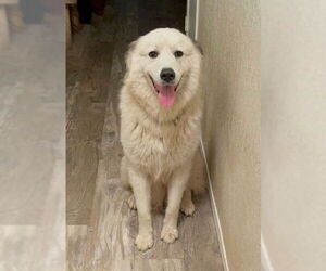 Great Pyrenees Dogs for adoption in Bend, OR, USA
