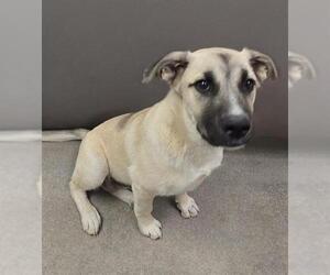 Anatolian Shepherd-Unknown Mix Dogs for adoption in HESPERIA, CA, USA