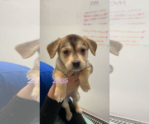 Labrador Retriever-Unknown Mix Dogs for adoption in Chico, CA, USA