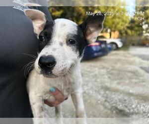 Mutt Dogs for adoption in Ocala, FL, USA