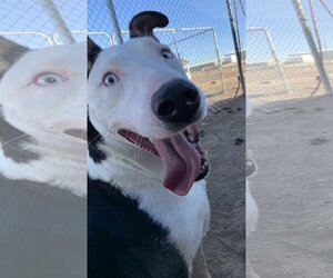 Bull Terrier-Unknown Mix Dogs for adoption in Amarillo, TX, USA