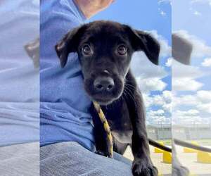 Mutt Dogs for adoption in Abbeville, LA, USA