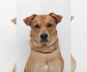 Labrador Retriever-Unknown Mix Dogs for adoption in Burbank, CA, USA