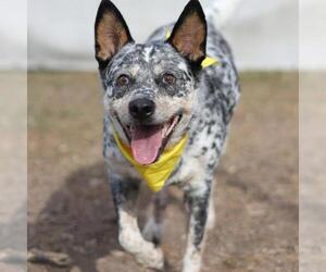 Mutt Dogs for adoption in San Antonio, TX, USA