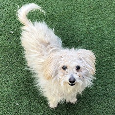 Maltipoo Dogs for adoption in Tempe, AZ, USA