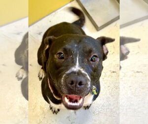 American Pit Bull Terrier-Unknown Mix Dogs for adoption in Pampa, TX, USA