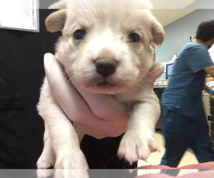 German Shepherd Dog Dogs for adoption in Riverside, CA, USA