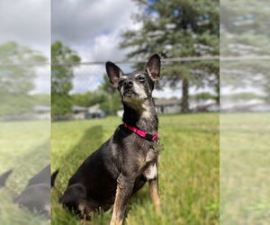 Chihuahua-Unknown Mix Dogs for adoption in Clarkston, MI, USA