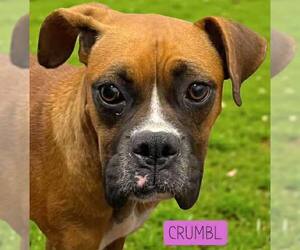 Boxer Dogs for adoption in Dumont, NJ, USA