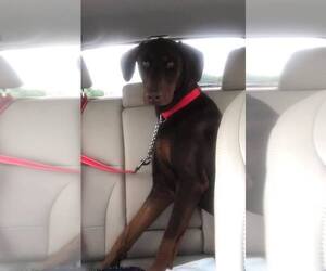 Doberman Pinscher Dogs for adoption in Newport, KY, USA