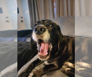 Basset Hound-Labrador Retriever Mix Dogs for adoption in Brookville, OH, USA
