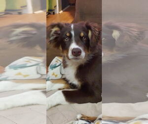 Australian Shepherd Dogs for adoption in Denver , CO, USA