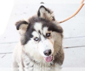 Small Alaskan Malamute