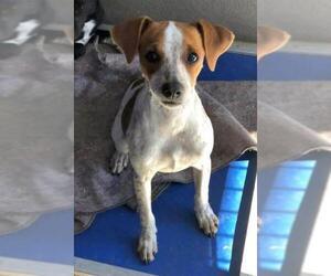 Rat Terrier Dogs for adoption in Boonton, NJ, USA