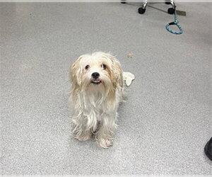 Maltipoo (Toy) Dogs for adoption in Rancho Cucamonga, CA, USA