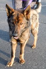 German Shepherd Dog Dogs for adoption in Littleton, CO, USA