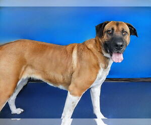 Black Mouth Cur-Unknown Mix Dogs for adoption in Pasadena, CA, USA