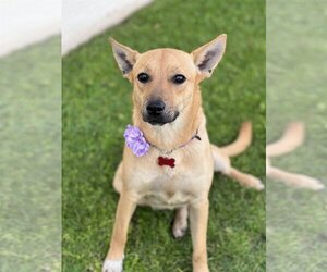 Australian Kelpie-Unknown Mix Dogs for adoption in Phoenix, AZ, USA