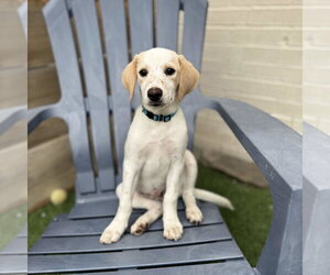 Beagle-Colonial Cocker Spaniel Mix Dogs for adoption in Fort Worth, TX, USA