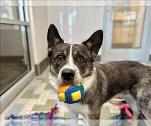 Australian Shepherd-Unknown Mix Dogs for adoption in Fort Collins, CO, USA