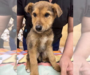 Medium Photo #2 Siberian Husky-Unknown Mix Puppy For Sale in Calgary, Alberta, Canada