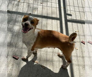 Chiweenie Dogs for adoption in Oak Bluffs, MA, USA