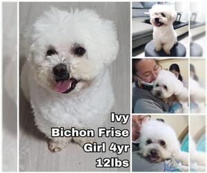 Bichon Frise Dogs for adoption in Seattle, WA, USA