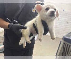Border Collie Dogs for adoption in San Bernardino, CA, USA
