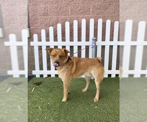 Australian Cattle Dog Dogs for adoption in Modesto, CA, USA