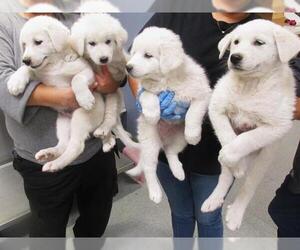 Great Pyrenees Dogs for adoption in Orange, CA, USA