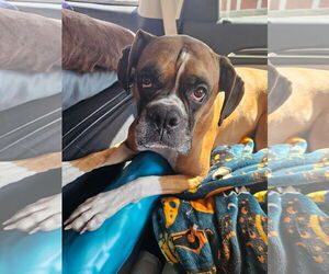 Boxer Dogs for adoption in Woodbury, MN, USA