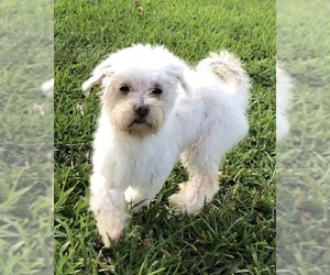 Mal-Shi Dogs for adoption in Weston, FL, USA