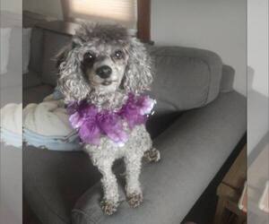 Poodle (Miniature)-Unknown Mix Dogs for adoption in New Oxford , PA, USA