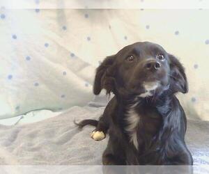 Dachshund Dogs for adoption in Sacramento, CA, USA