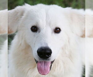 Great Pyrenees Dogs for adoption in Dallas, TX, USA