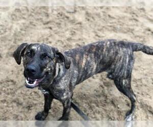 Plott Hound-Unknown Mix Dogs for adoption in Armonk, NY, USA