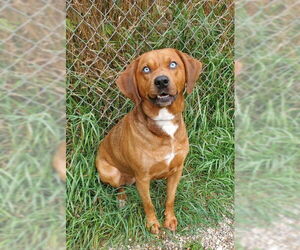 Medium Photo #1 Labrador Retriever Puppy For Sale in Lake City, MI, USA