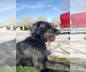 Shepadoodle Dogs for adoption in Banning, CA, USA