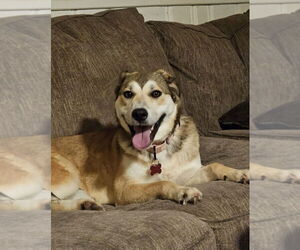 Mutt Dogs for adoption in Boston, MA, USA